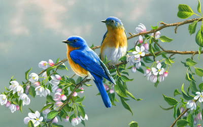 Beautiful Colorful Cute Birds Wallpapers Seen On www.dil-ki-dunya.tk