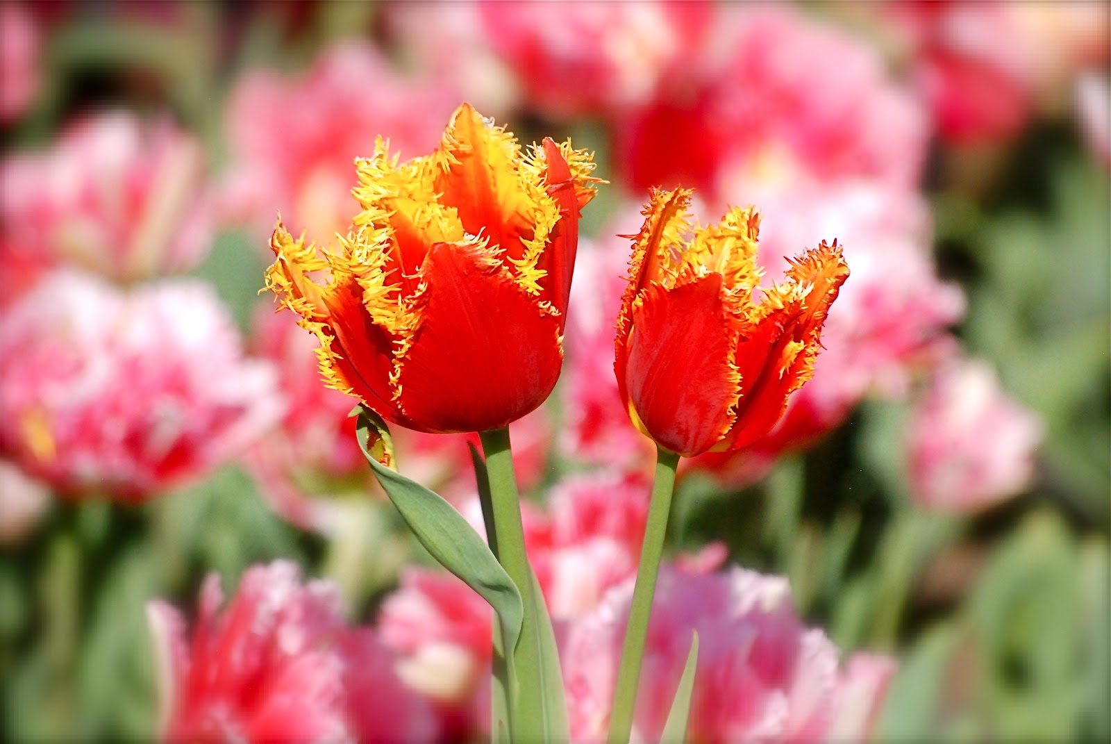 NYC ♥ NYC Tulips In Bloom At The Brooklyn Botanic Garden's Annual Border