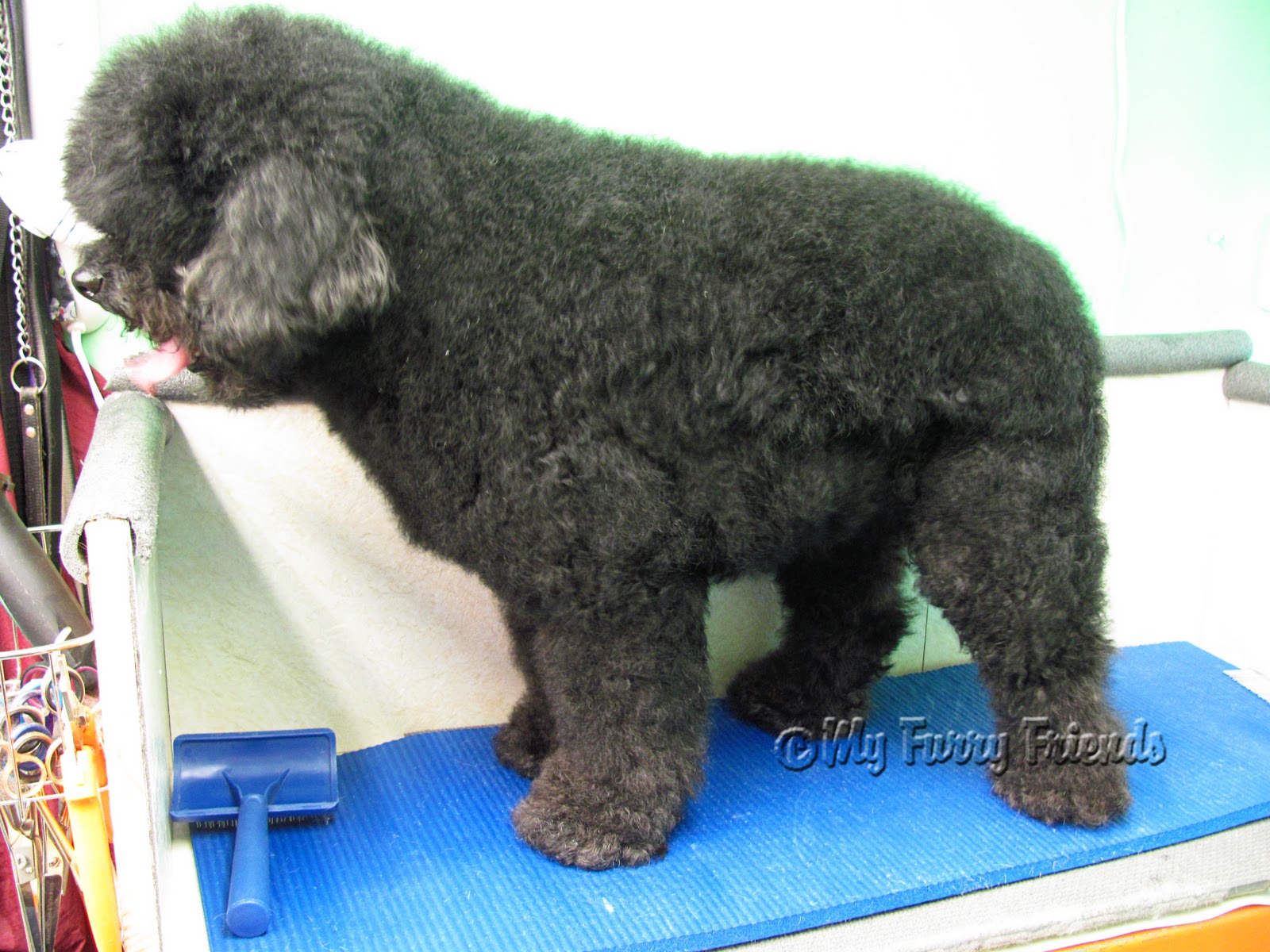 Can I Blow Dry My Dog