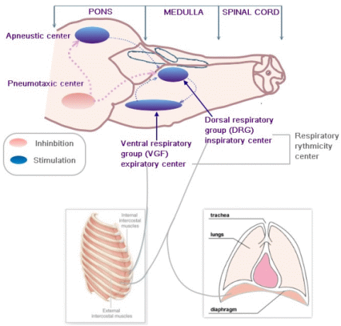 Medulla