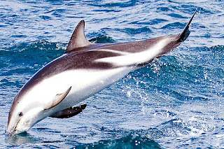 dusky dolphin wallpaper animal sea dolphins lumba-lumba