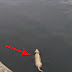 This Pup Swims Everyday To Visit His Friend. At 0.40 You’ll Be Shocked To Find Out Who It Is