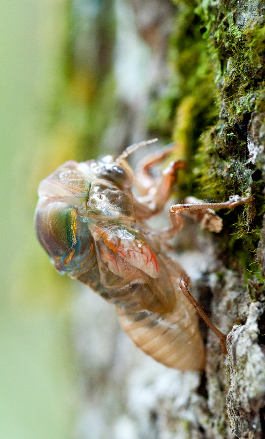 Within the Chronicles' Frame Cicada Molting Process