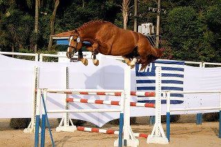 SHOW JUMPING