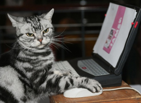 Pc Cat