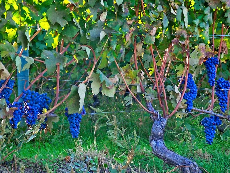 grapes from barolo in piedmont