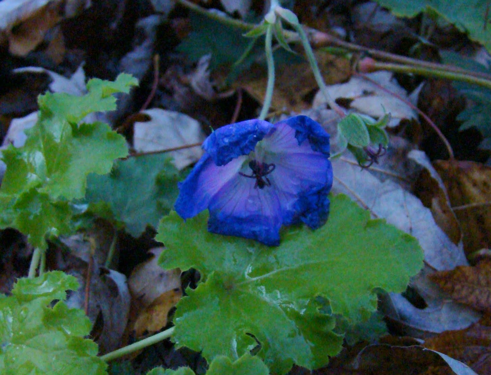 Garden Girl November Bloom Day