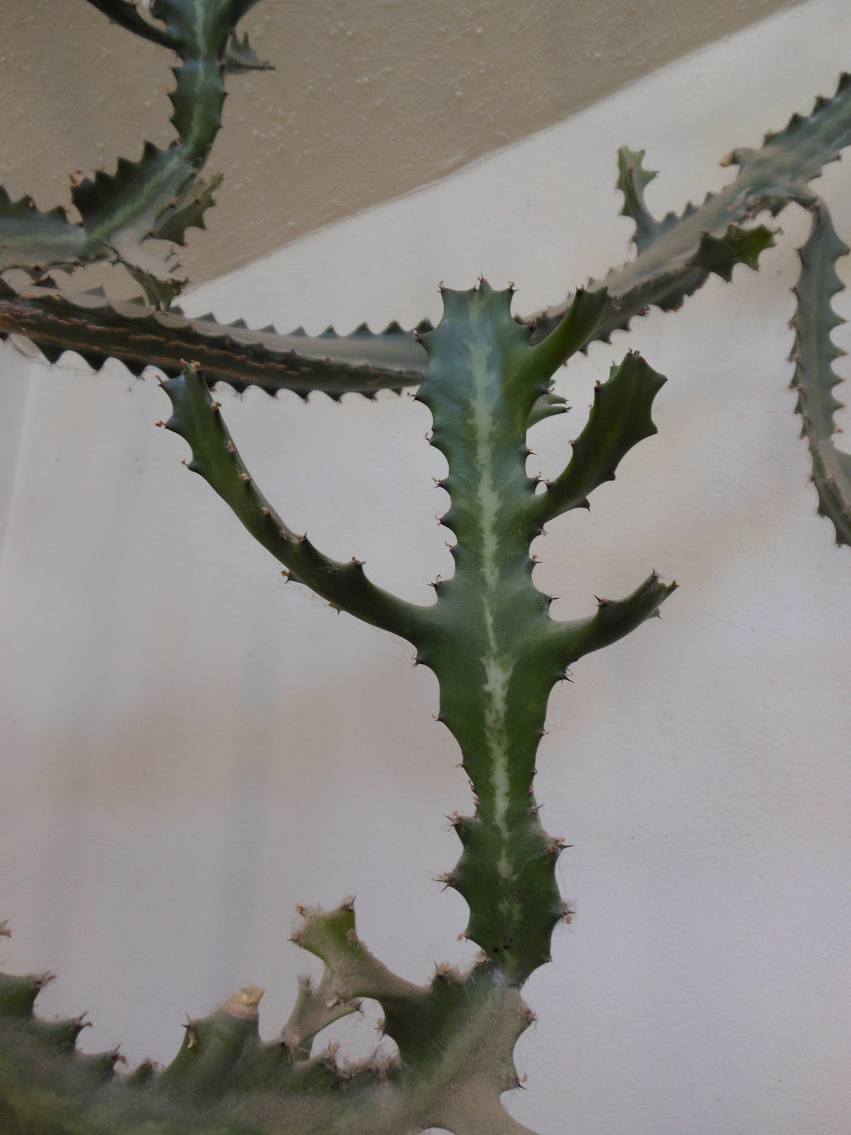 Late To The Garden Party