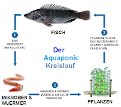 Aquaponic System