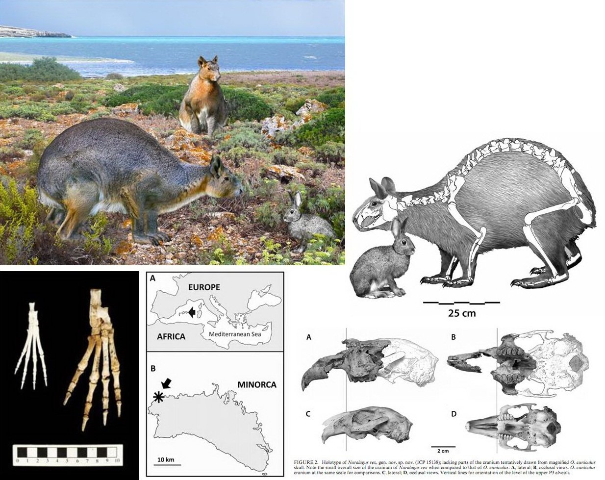 Species New to Science [Mammalogy • 2011] Nuralagus rex Minorcan