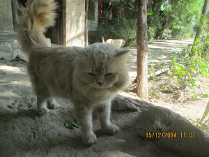 "Snowbell", the resorts pet traditional persian cat.