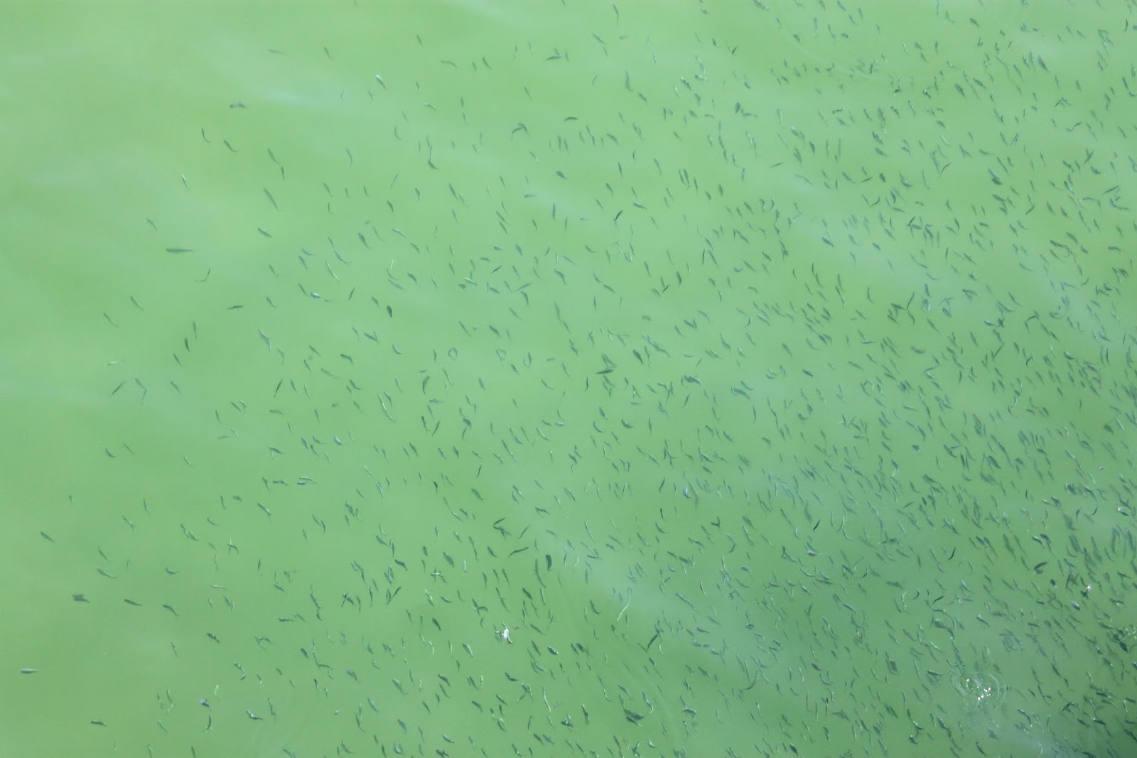 Commonplace Crazy: Wordless Wednesday Manta Ray Style