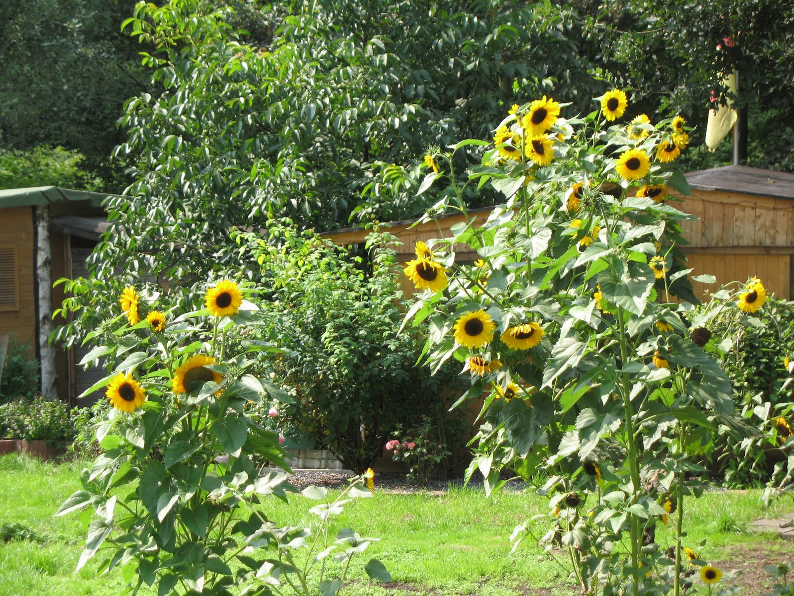Klatschmohnwiese Sonnenblumen erblühen