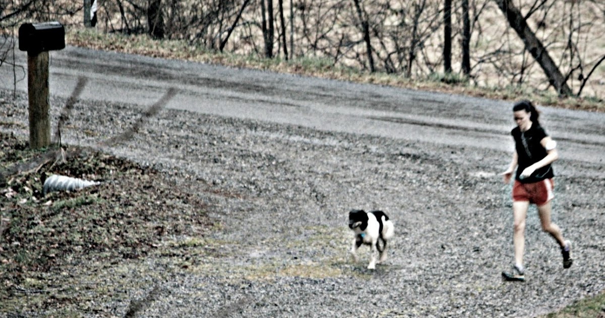Two Bears Farm and the Three Cubs A Year Without Racing 2013 Running