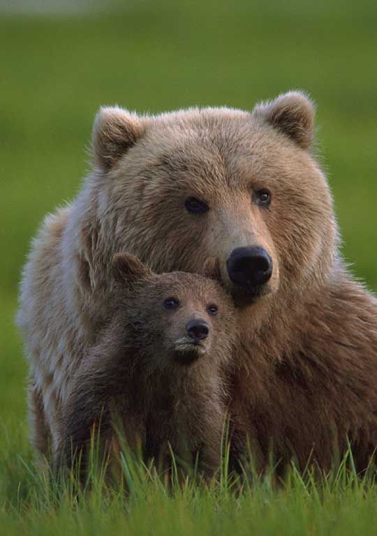 Encyclopaedia of Babies of Beautiful Wild Animals: The Brown Bear Cub lessons after hibernation