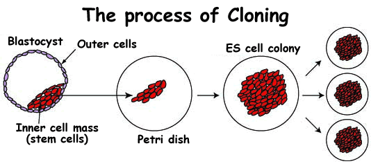 Cloning essay