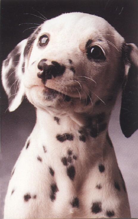 Dalmatian Dog Puppies
