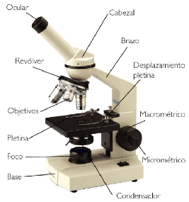 EL MICROSCOPIO