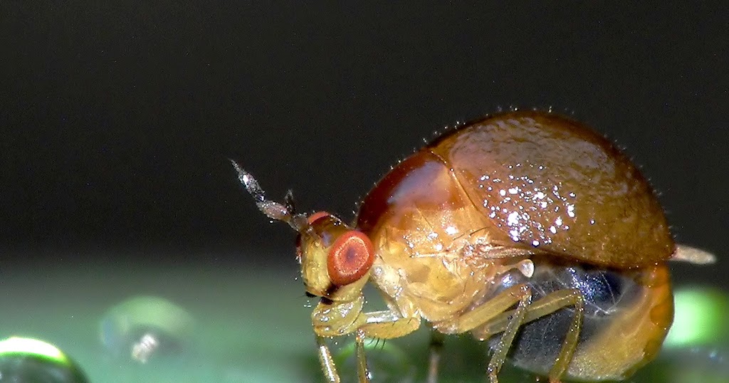 Real Monstrosities Beetle Fly