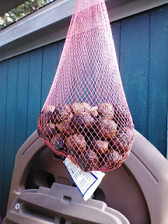 curing black walnuts in a netted bag