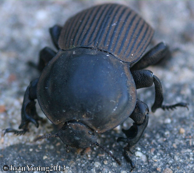 South African Photographs Large Armoured Darkling Beetle (Anomalipus