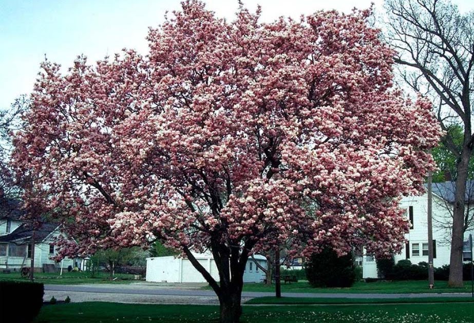 Beechwood Landscape Architecture and Construction Saucer Magnolia
