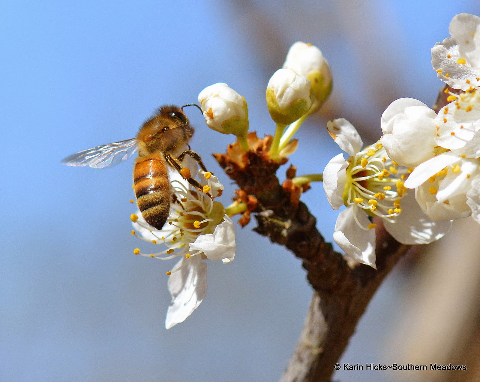 honey bee on plum bloom