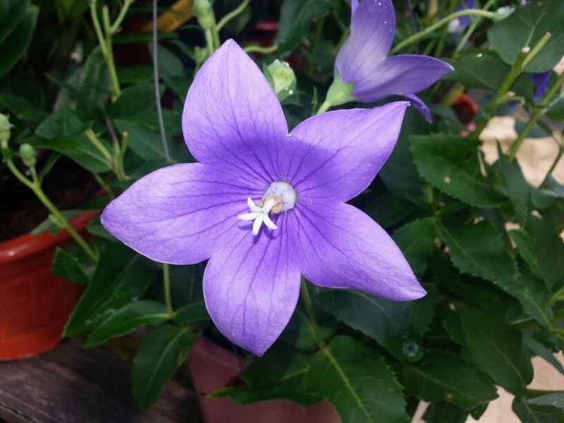 Singapore Plants Lover Today's Flowers Bellflower
