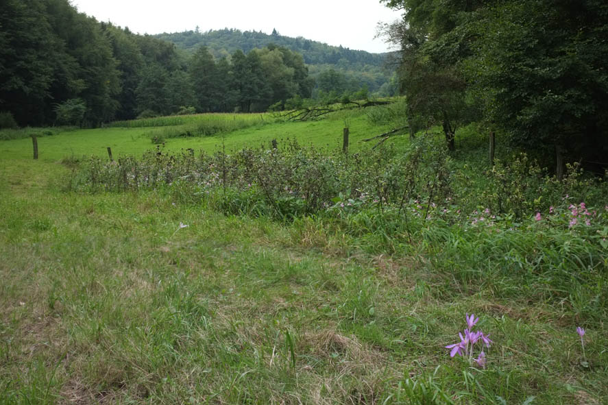 Feuerkampf Und Taktik Initiative Zum Schutz Vor Waffengewalt