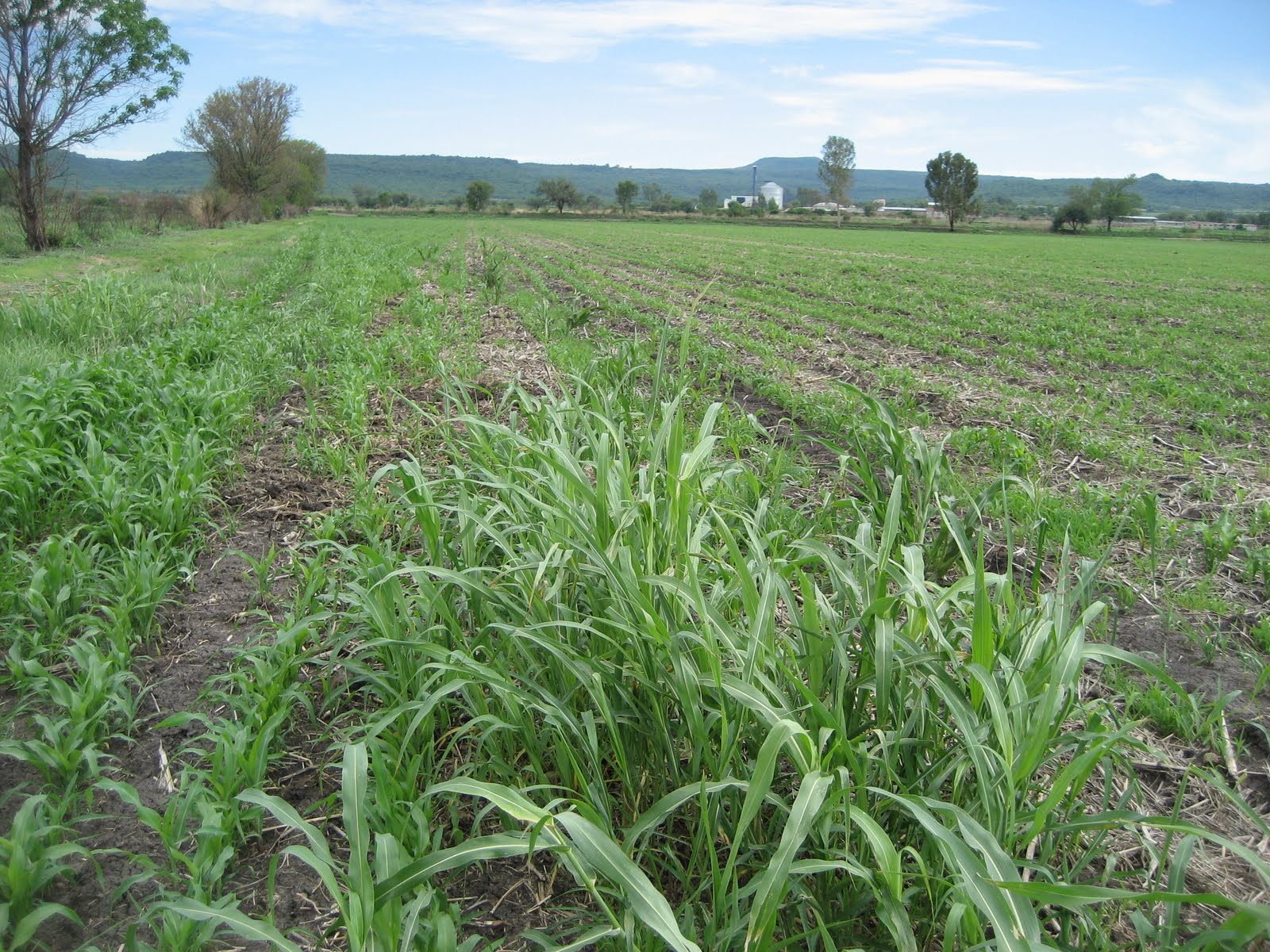 Galileo In Mexico Playing With Johnson Grass