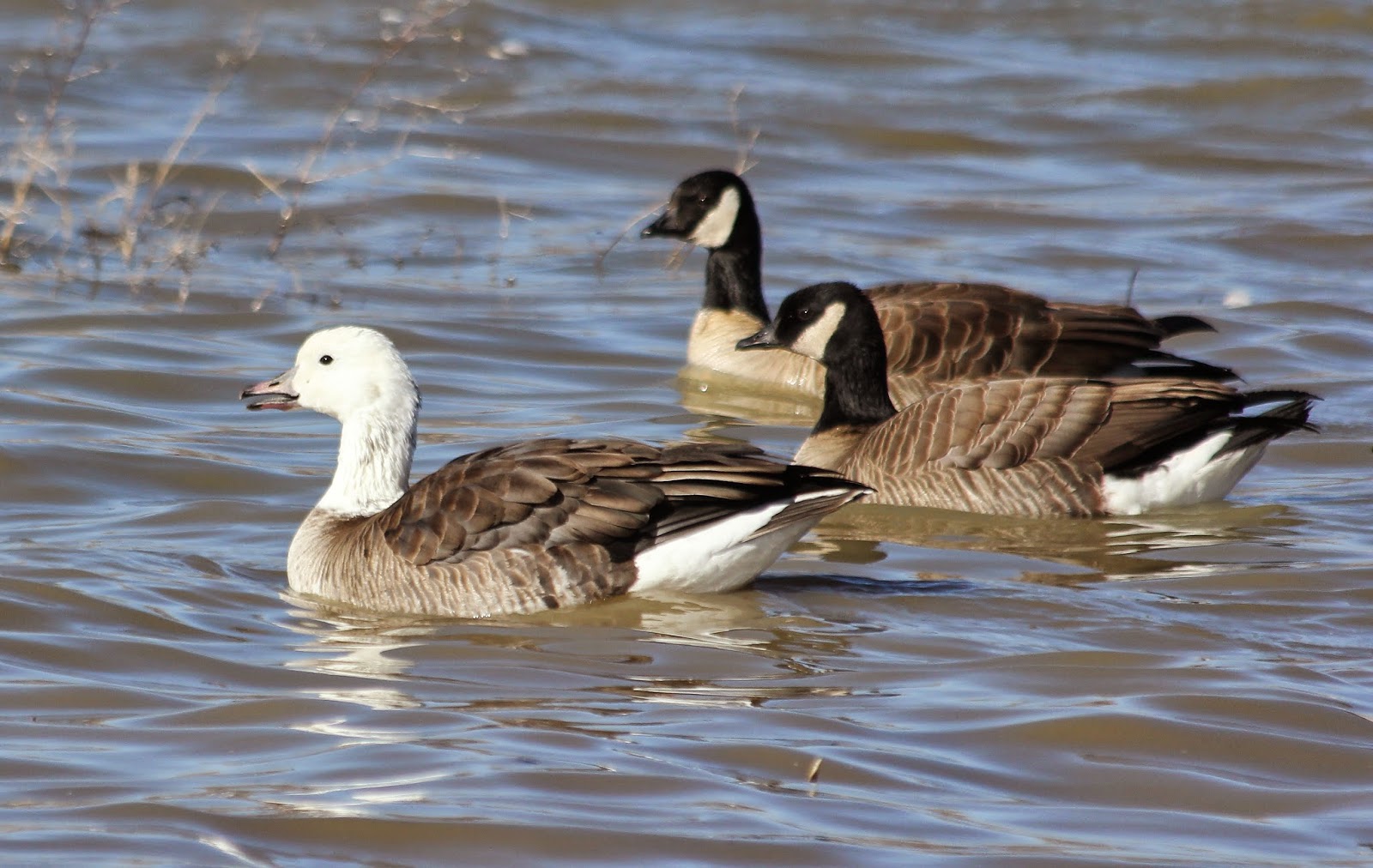 Bird Hybrids Snow Goose x Cackling Goose