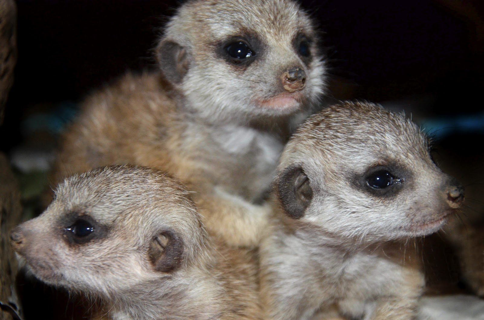 The Buffalo Zoo Welcomes Meerkat Babies! - Buffalo Zoo