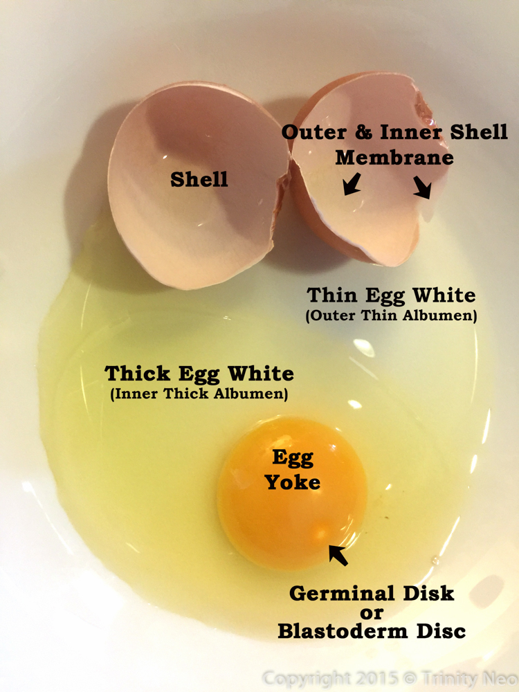 A Little Dose of Me Parts and Functions of an Egg
