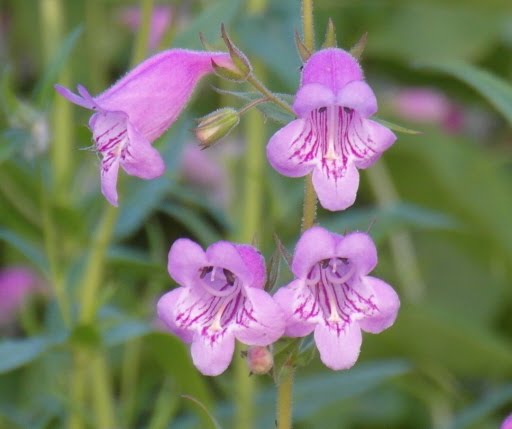    Penstemon and herbs in France Blog