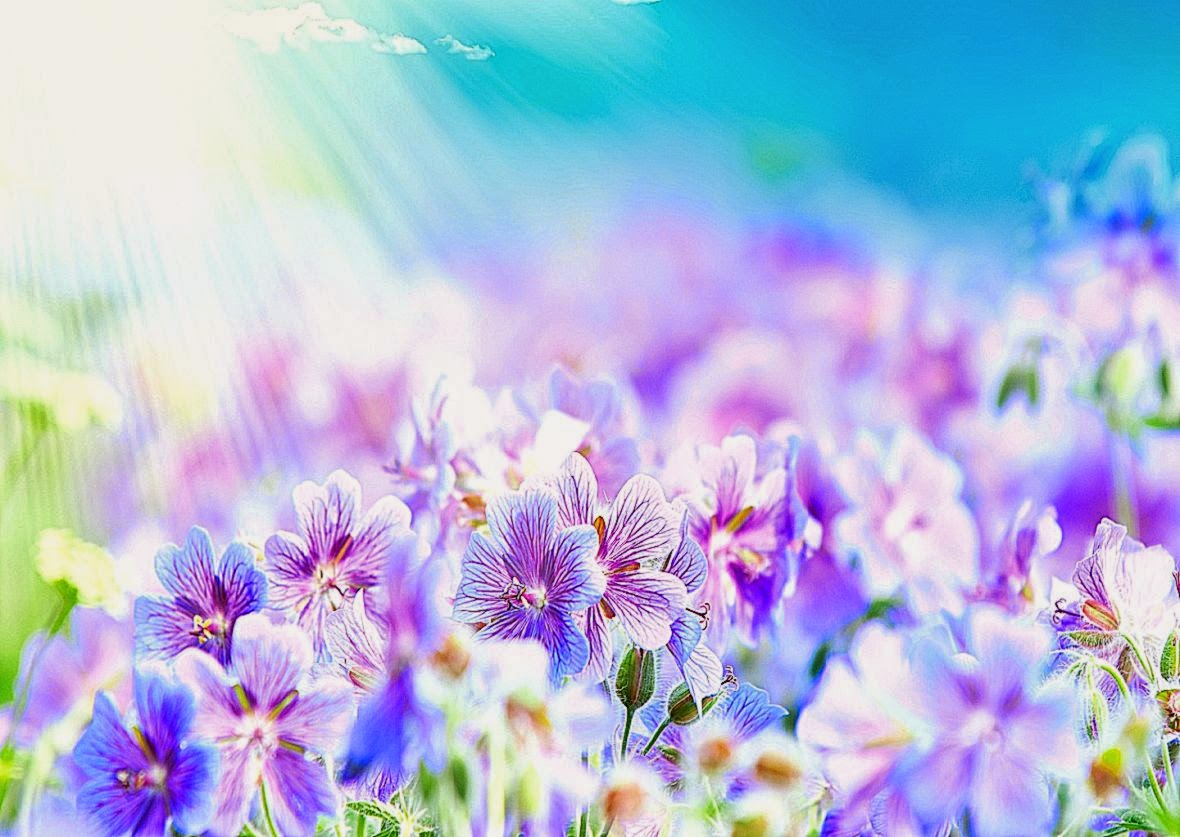 Top Flowers Wallpapers Hd Wallpapers 1080p Top Flowers Wallpapers Hd Wallpapers 1080p