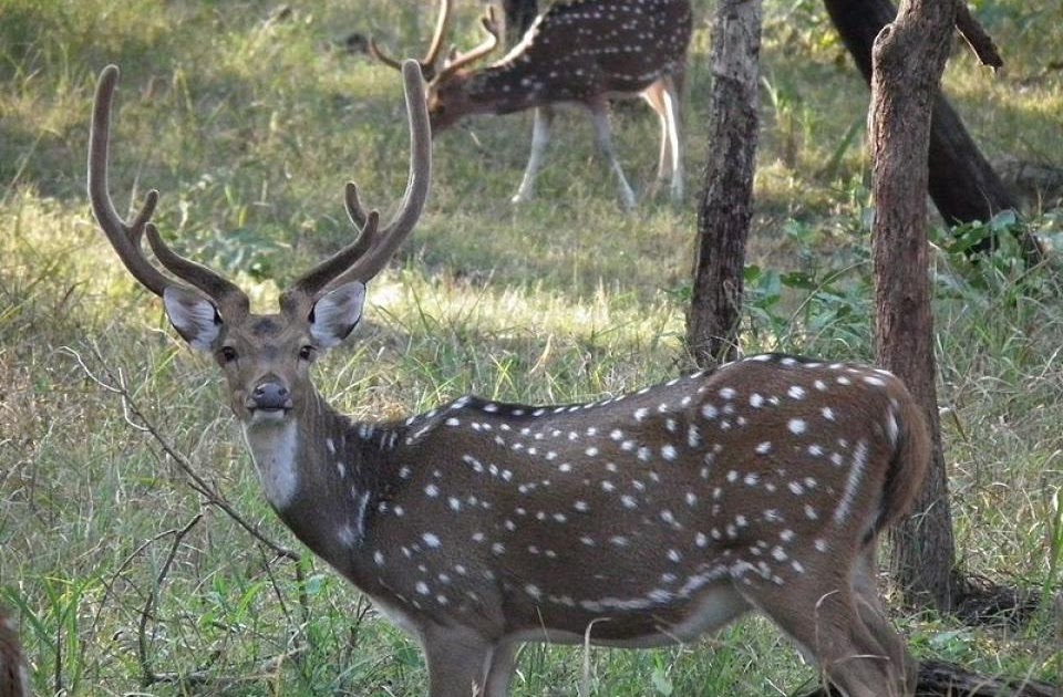 Waimalu Valley Axis Deer Deer sighting in Waimalu Valley Oahu