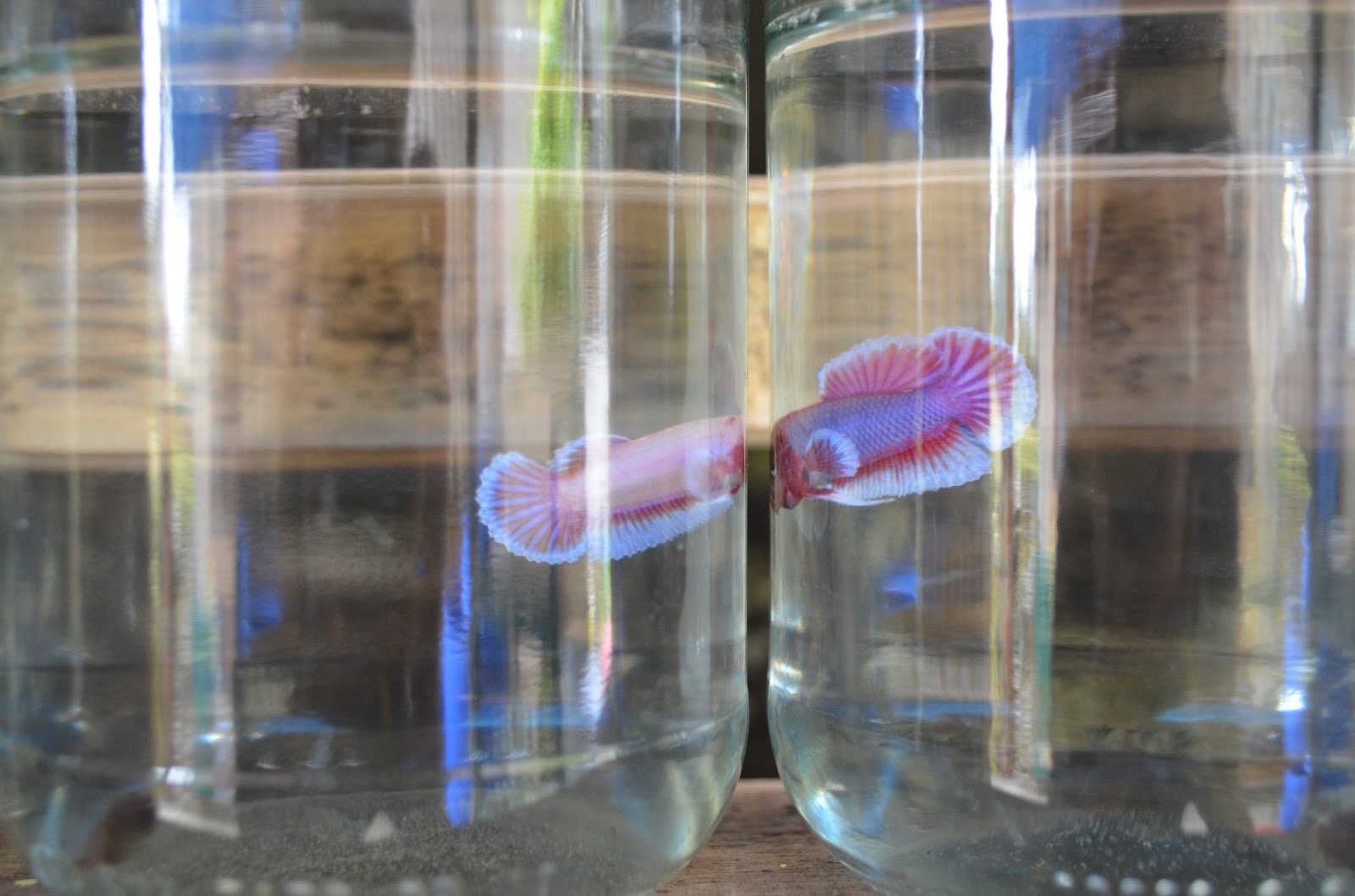 betta fry tank setup