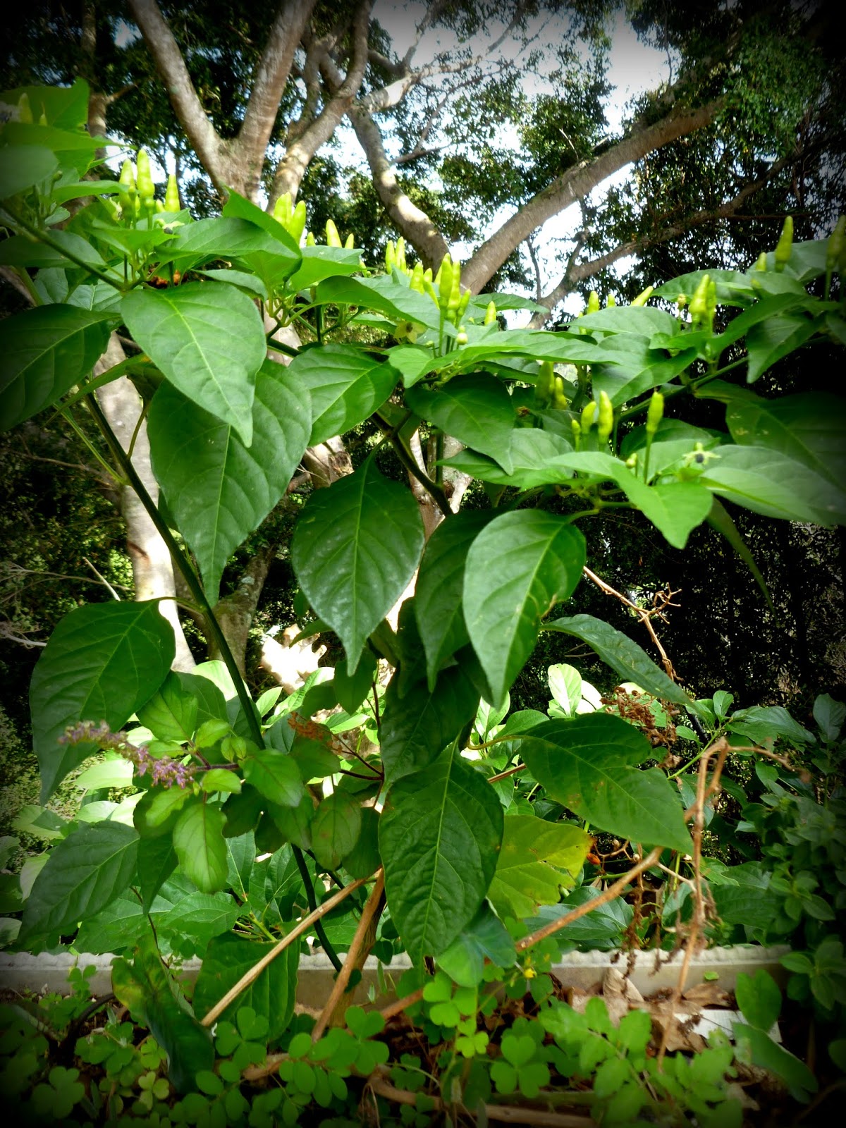 Maui Jungalow Teeny Red Hawaiian Chili Peppers