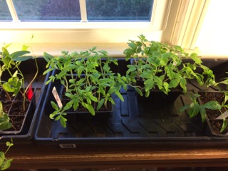 Seedling tomatoes