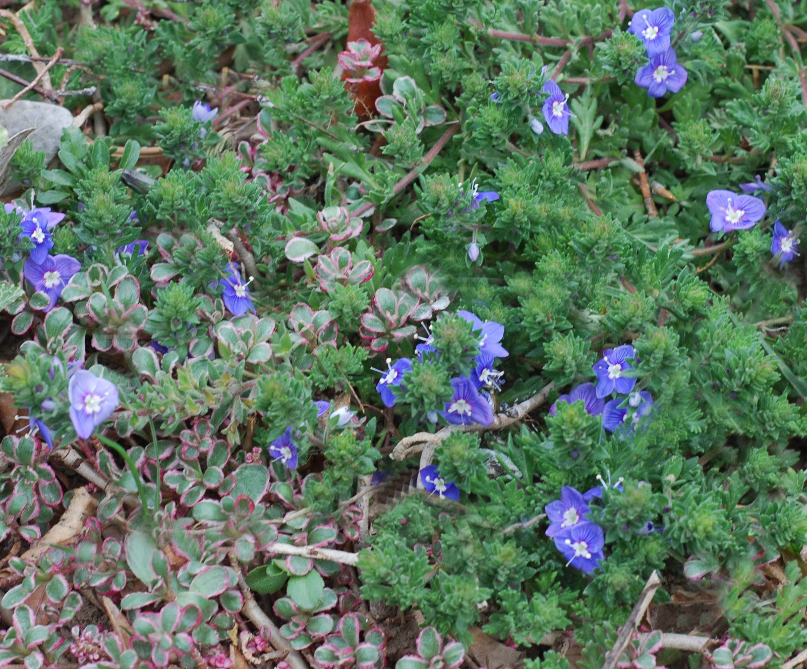 Photographing Flowers Ground Covers