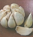 manfaat bawang putih