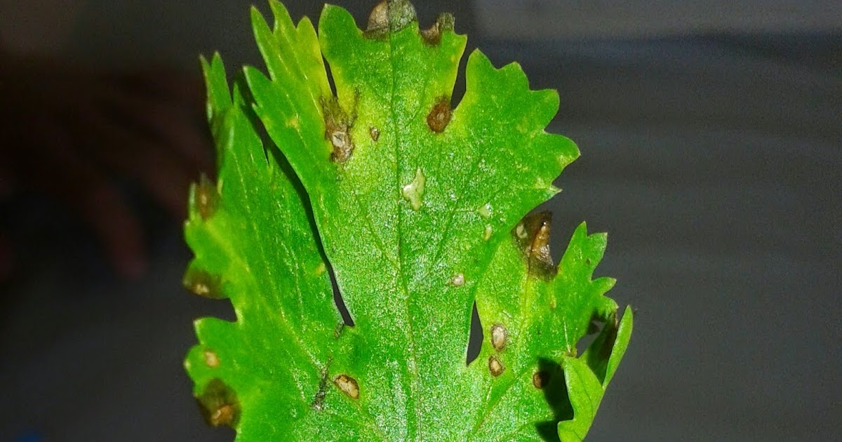 IFPA FITOPATOLOGIA Cercosporiose no coentro (Coriandrum sativum)