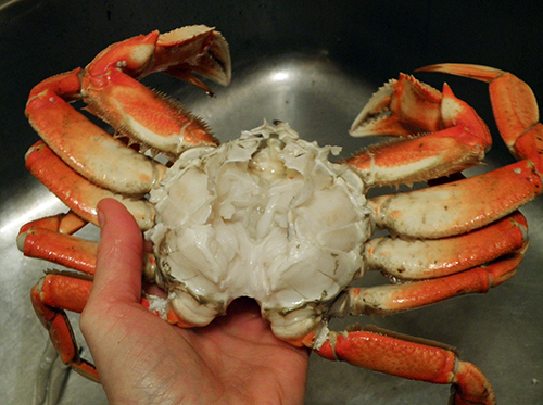 Seasonal Eating: How to Cook Live Dungeness Crab