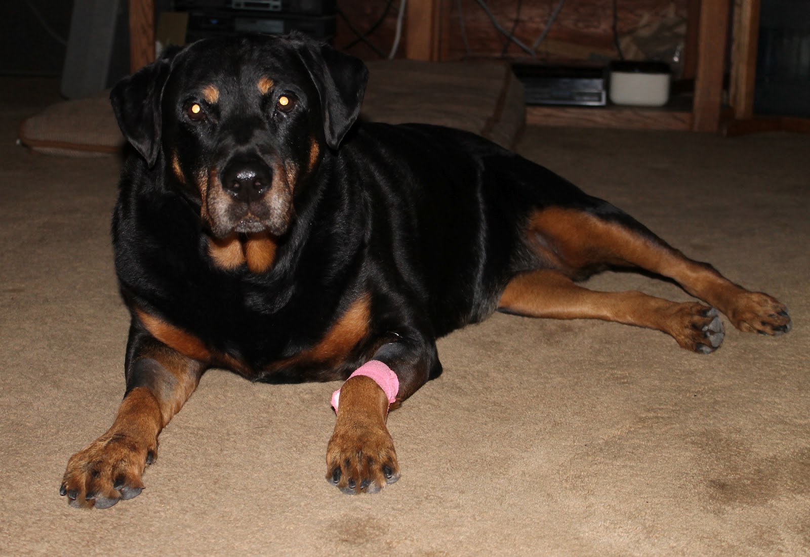 can i give omeprazole to my dog