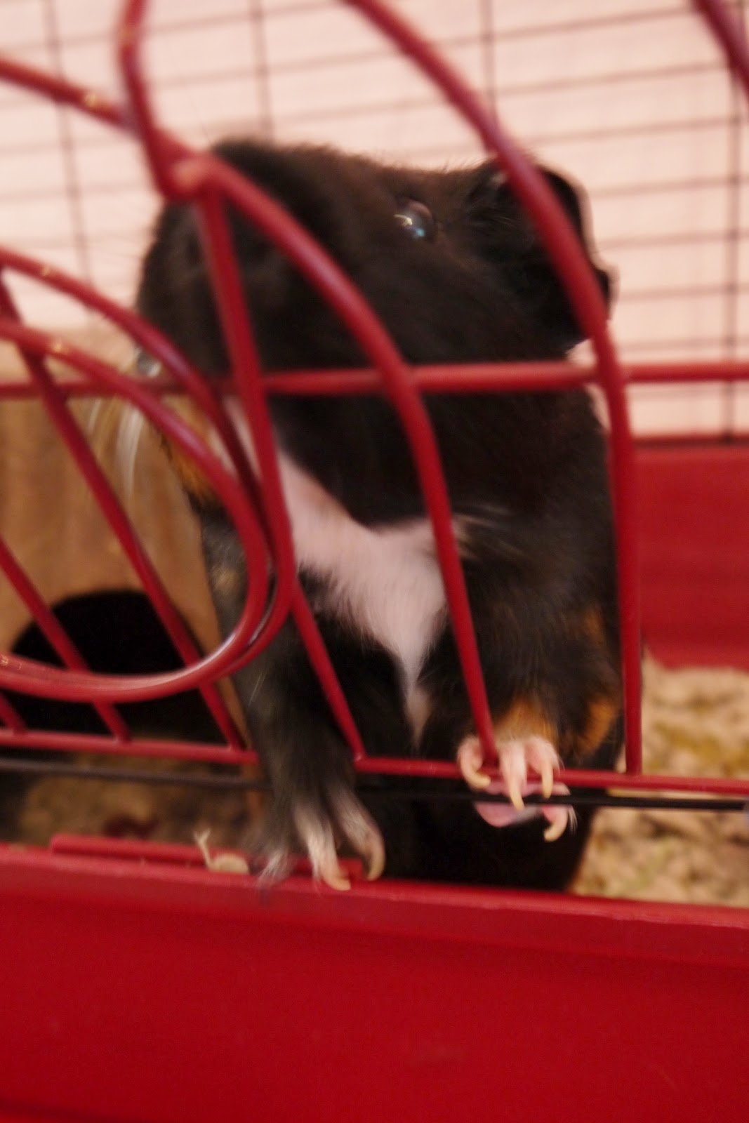So much to dew: This guinea pig