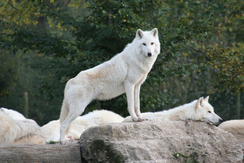 White-Wolf+03.jpg
