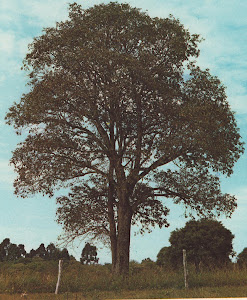 árvore denominada guamirim