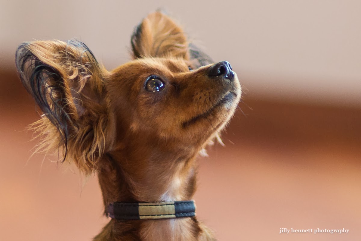 RIVIERA DOGS Hysathis, the Russian Toy Terrier
