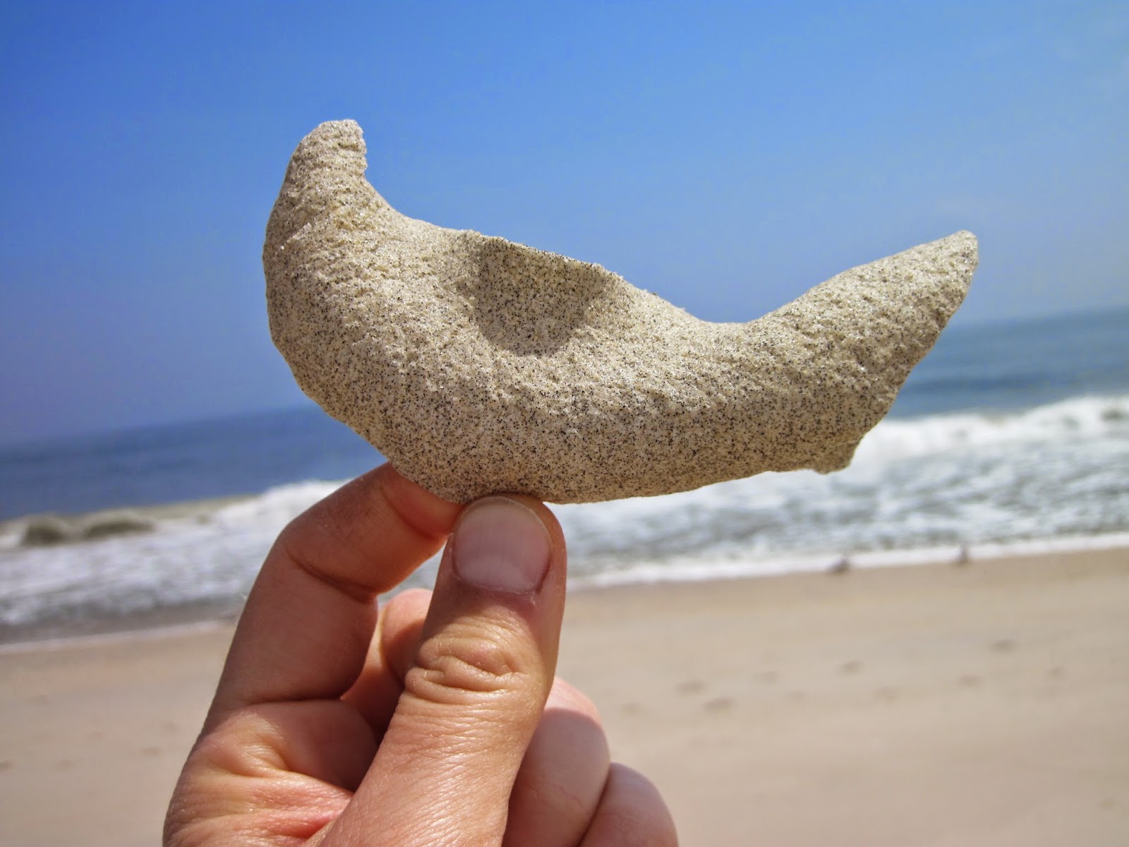 Nature on the Edge of New York City Moon Snails Swept Up on the Shore
