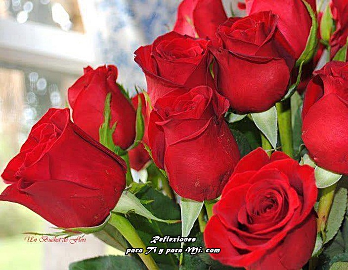 Buenos Deseos para TI y para MÍ: * Bellas Rosas Rojas